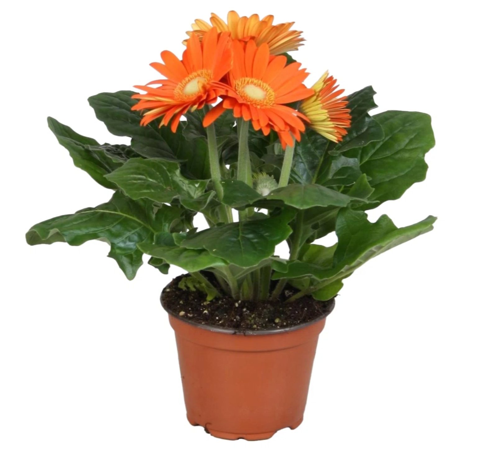 Gerbera In Vaso