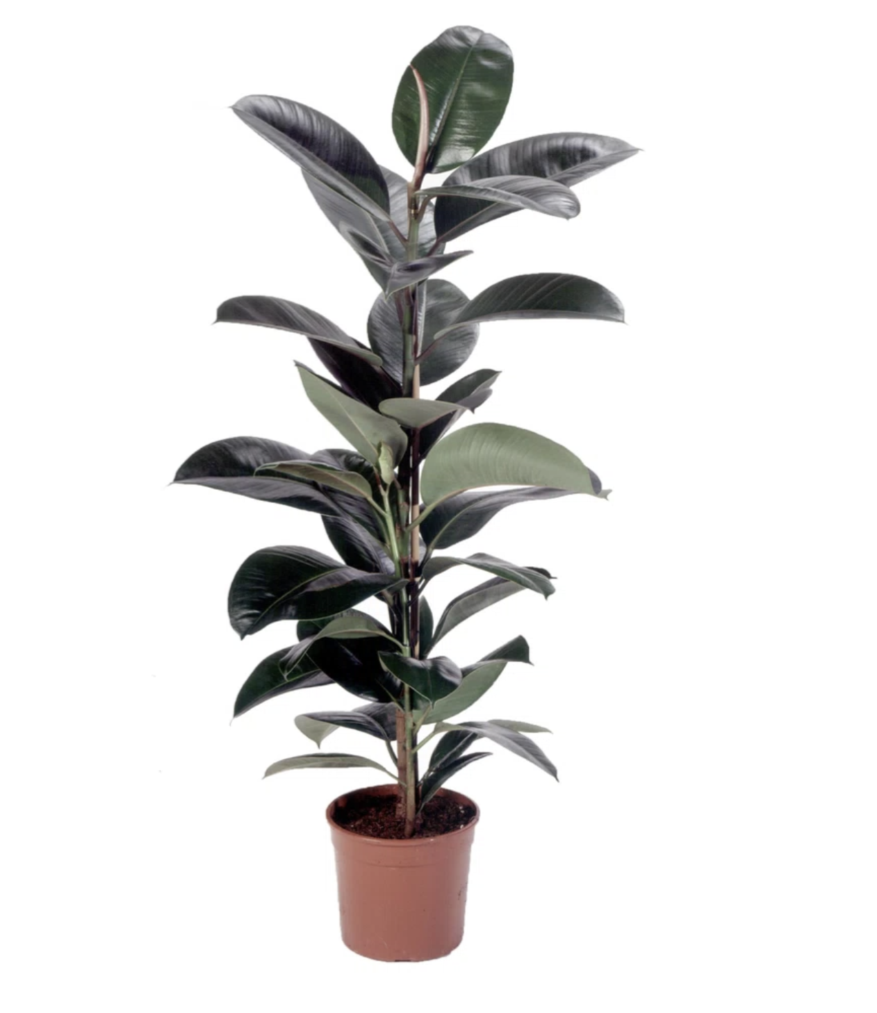 Ficus Robusta