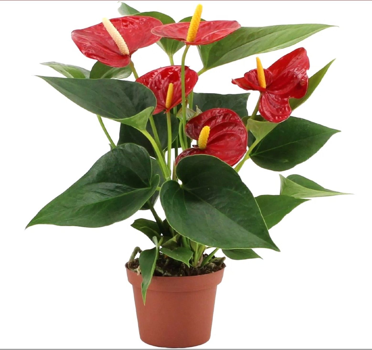 Anthurium In Vaso
