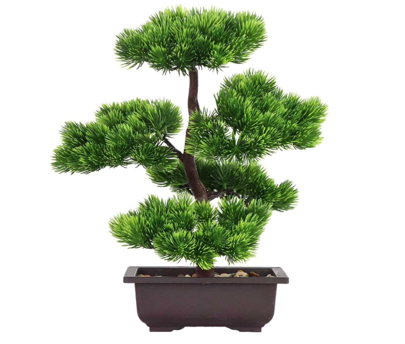 Bonsai
