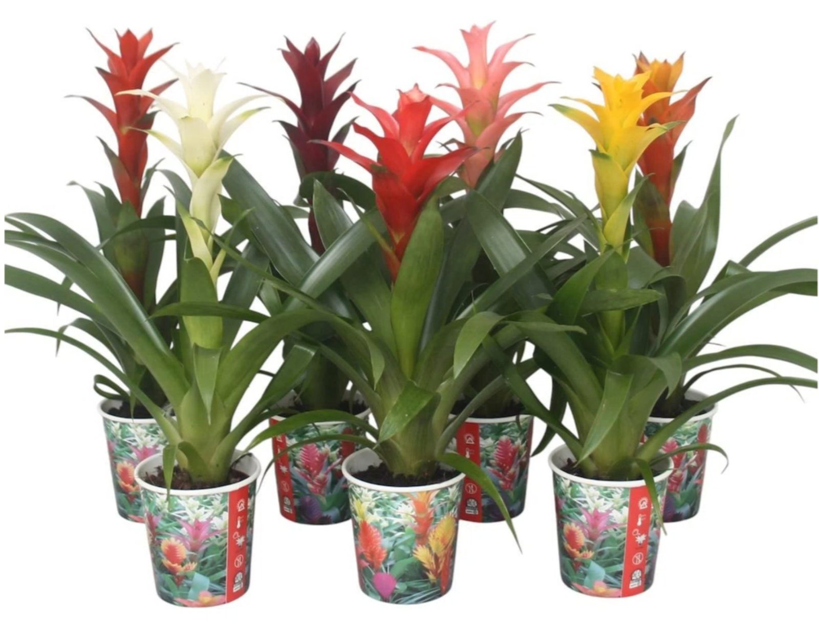 Guzmania In Vaso Diam