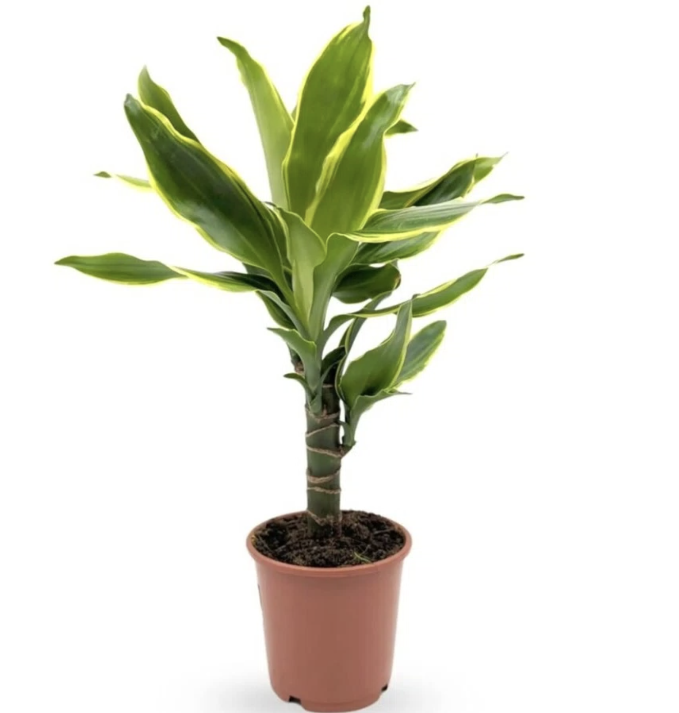 Dracaena Tronchetto