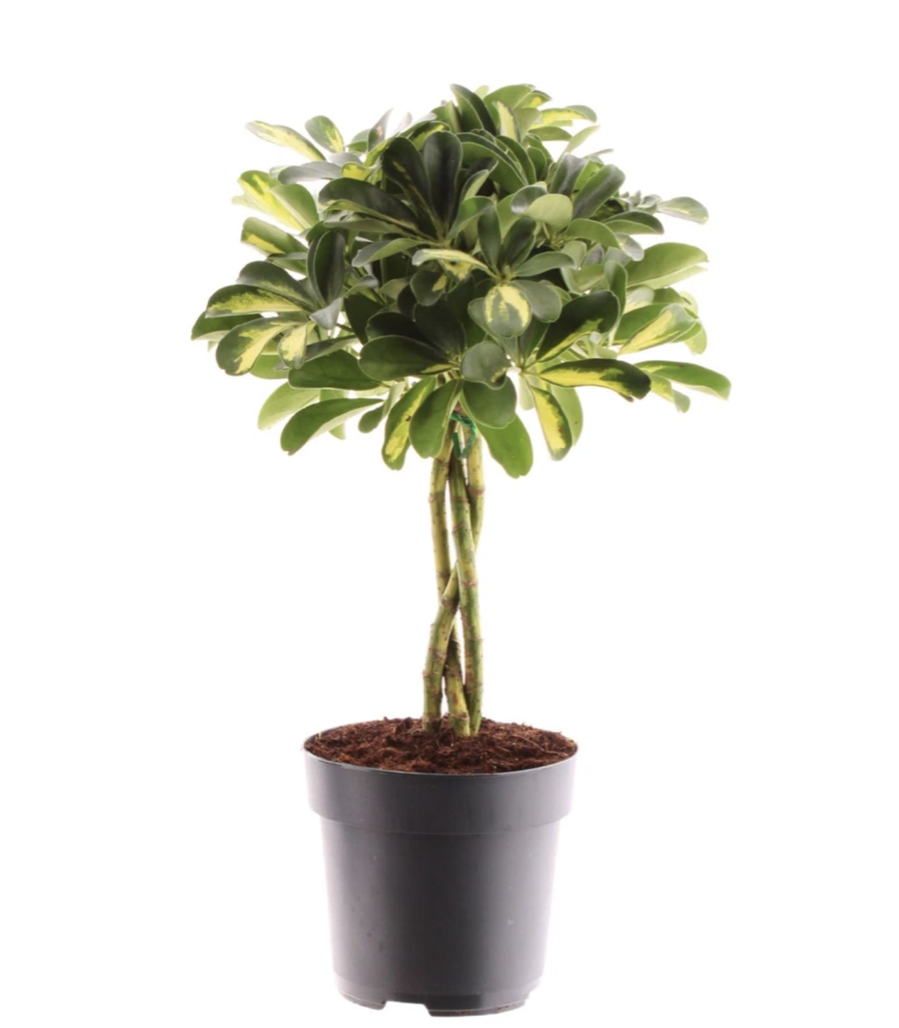 Schefflera Intrecciata