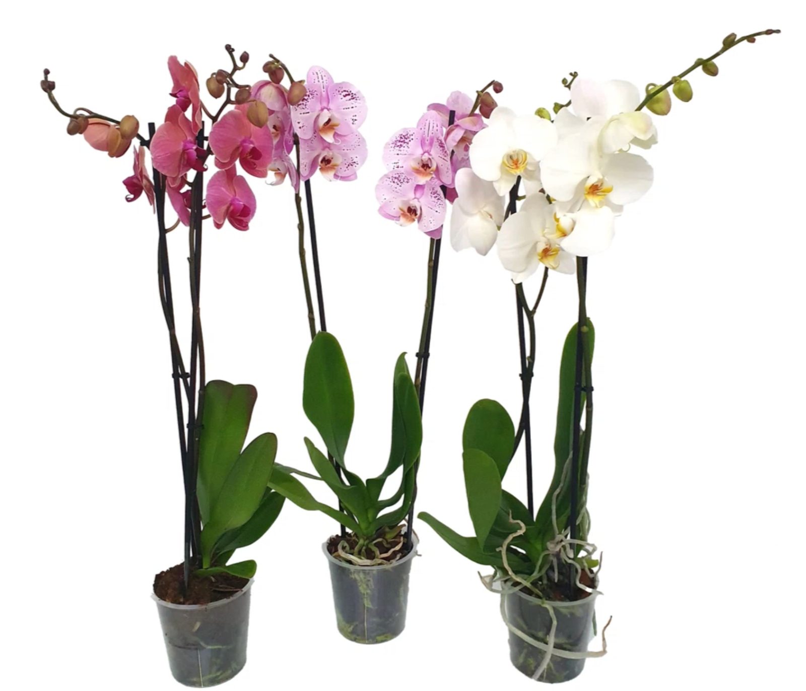 Orchiedea